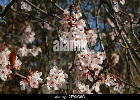 Rosa Kirschpflaumenblüte, Prunus cerasifera nigra, schwarze Kirschpflaume, blühende Kirsche, blühend im Frühling Stockfoto