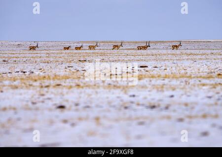 (210421) -- YUSHU, 21. April 2021 (Xinhua) -- EINE Herde tibetischer Antilopen reist am 20. April 2021 zum Zonag-See im nationalen Naturschutzgebiet Hoh XIL, nordwestlich der chinesischen Provinz Qinghai. Viele tibetische Antilopen sind inmitten der jüngsten Schneefälle in Hoh XIL in die Wudaoliang-Region gefluckt und bereiten sich auf ihre Wanderungsreise vor. Der Zonag See in Hoh XIL ist bekannt als der "Lieferraum" für die Art. Jedes Jahr beginnen Schwangere tibetischer Antilopen im Mai, zur Geburt nach Hoh XIL auszuwandern und dann etwa im August mit ihren Nachkommen zurück in ihre Lebensräume zu wandern. Tibetische Antilopen sind meist Foun Stockfoto