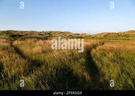 Wanderwege führen durch das Gras auf Sanddünen in der Nähe von Seaton Sluice in Northumberland, England. Die Wege wurden von Wanderern auf dem Weg zum und vom Th Stockfoto