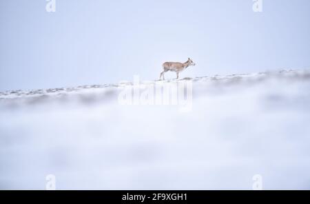 (210421) -- YUSHU, 21. April 2021 (Xinhua) -- EINE tibetische Antilope reist am 20. April 2021 zum Zonag-See im nationalen Naturschutzgebiet Hoh XIL, nordwestlich der chinesischen Provinz Qinghai. Viele tibetische Antilopen sind inmitten der jüngsten Schneefälle in Hoh XIL in die Wudaoliang-Region gefluckt und bereiten sich auf ihre Wanderungsreise vor. Der Zonag See in Hoh XIL ist bekannt als der "Lieferraum" für die Art. Jedes Jahr beginnen Schwangere tibetischer Antilopen im Mai, zur Geburt nach Hoh XIL auszuwandern und dann etwa im August mit ihren Nachkommen zurück in ihre Lebensräume zu wandern. Tibetische Antilopen sind meist in der TIB zu finden Stockfoto