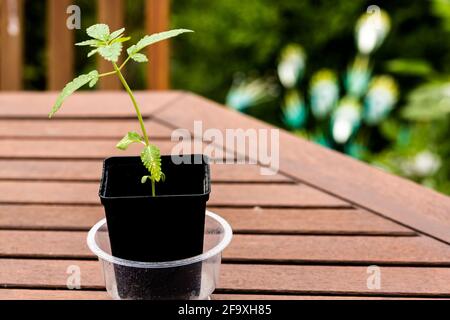 Ein kleiner Cannabiskrug, der in einen kleinen Plastiktopf eingegossen wurde. Hausmedizin, alternative Medizin, mediales Marihuana-Konzept Stockfoto