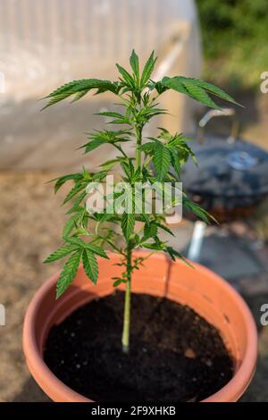 Eine junge Marihuanapflanze in einem Topf. Hausmedizin, alternative Medizin, mediales Marihuana-Konzept Stockfoto