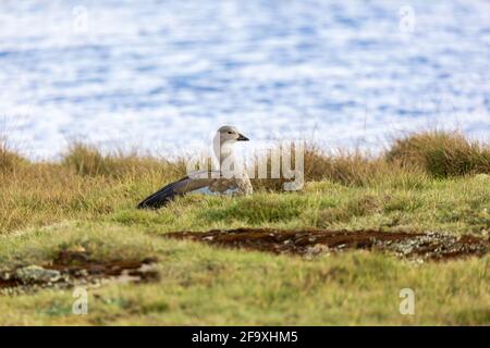 Vogel Blauflügelgane oder Abessinier Blauflügelgane (Cyanochen cyanoptera), Bale Mountains National Park, Äthiopien. Afrikanische Tierwelt Stockfoto