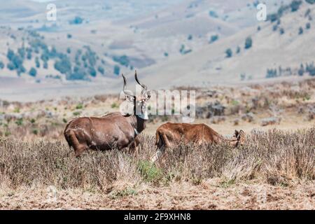 Majestätische Männchen und Weibchen von endemisch sehr selten Mountain nyala, Tragelaphus buxtoni, große Antilope in natürlichen Lebensraum Bale Mountain National Park, Ethiop Stockfoto