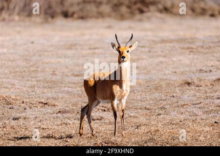 Antilope Bohor reedbuck, Redunca redunca in natürlichen Lebensraum , Bale Berg, Äthiopien, Afrika Safari Tierwelt Stockfoto