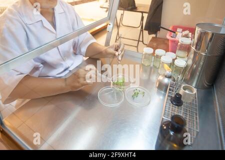 Wissenschaftler schneiden Pflanzengewebekultur in Petrischale, Durchführung von Laborexperimenten, Kleinpflanzenversuche, Gemüse und tropische Pflanzen. Stockfoto