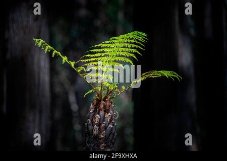 Neues Wachstum auf rauem Baumfarn (Cyathea australis), das sich von Buschbränden erholt. Gibraltar Range National Park NSW Australien Stockfoto