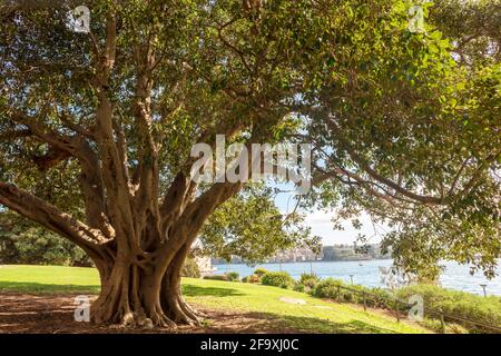 Große, alte Ficus macrophylla, allgemein bekannt als Moreton Bay Fig oder Australian banyan. Stockfoto