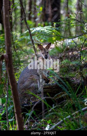 Das Sumpfwallaby (Wallabia bicolor) im dichten Unterholz der Regenwälder. Gibraltar Range National Park. NSW Stockfoto