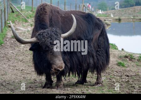 Heimischer Yak - Bos grunniens, Stier im Comrie Wildlife Park, Perthshire, Schottland Stockfoto