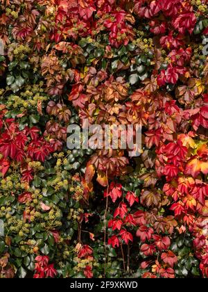 Wand aus farbigen Baumblättern rot, gelb und grün, Natur, ökologischen Hintergrund. Stockfoto