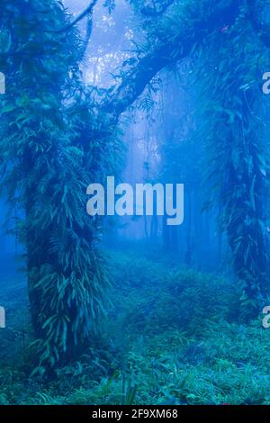 Mystische alte Bäume in blau nebligen Wald, üppige tropische Pflanzen im Stamm und Äste alter Bäume, dunkler Nebel am Regenmorgen, Khao Yai, Thailand. Stockfoto