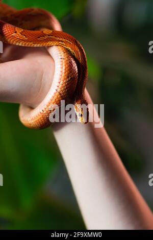 Maisschlange umwickelt Frau Hand auf grünem Natur Hintergrund. Exotisches Haustier. Nahaufnahme. Wildlife-Konzept. Stockfoto