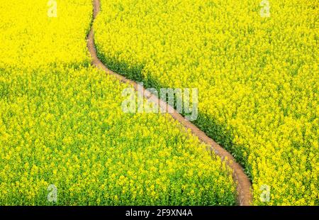 Luftaufnahme Feldweg in gelben Senf Blumen Feld, blühenden Senf im Frühling. Land in Südchina. Stockfoto