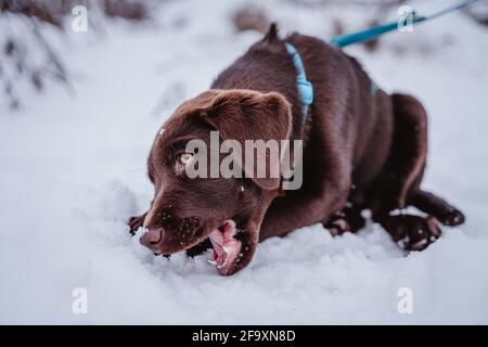 Niedlicher brauner labrador-Welpe im Schnee, der in Deutschland spielt, Spaß hat und läuft. Niedlicher brauner labrador-Welpe im Schnee, der in Deutschland spielt, Spaß hat und läuft.