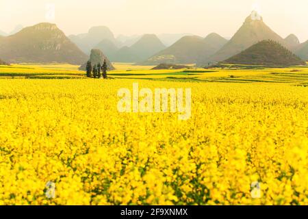 Landschaft mit Senfblumen Felder im Frühling, blühende gelbe Senfblumen in einem Tal bei Sonnenaufgang. Land in Südchina. Stockfoto