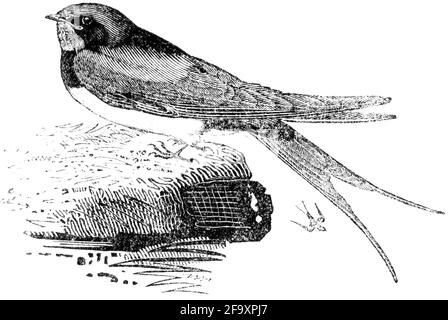 Ein Vogel, der von Thomas Bewick aus 'The History of British Birds' von graviert wurde Stockfoto