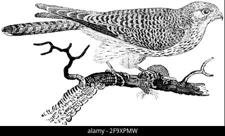 Ein Vogel, der von Thomas Bewick aus 'The History of British Birds' von graviert wurde Stockfoto