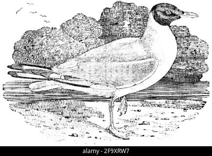 Ein Vogel, der von Thomas Bewick aus 'The History of British Birds' von graviert wurde Stockfoto