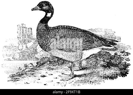 Ein Vogel, der von Thomas Bewick aus 'The History of British Birds' von graviert wurde Stockfoto