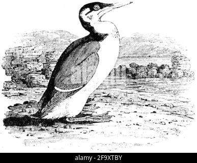 Ein Vogel, der von Thomas Bewick aus 'The History of British Birds' von graviert wurde Stockfoto