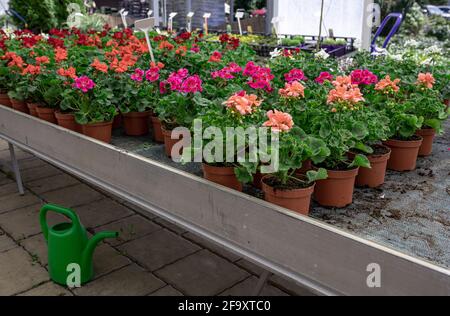 Viele Pelargonien in verschiedenen Farben in Blumentöpfen und ein Grüne Gießkannen Stockfoto