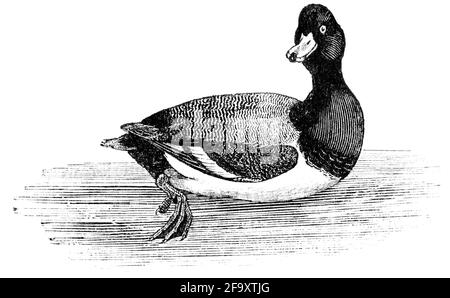 Ein Vogel, der von Thomas Bewick aus 'The History of British Birds' von graviert wurde Stockfoto