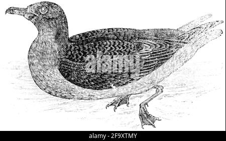 Ein Vogel, der von Thomas Bewick aus 'The History of British Birds' von graviert wurde Stockfoto