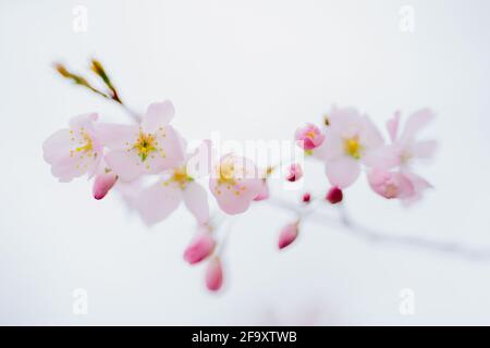 Saure Kirsche (Prunus cerasus) Stockfoto