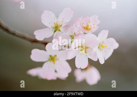 Saure Kirsche (Prunus cerasus) Stockfoto