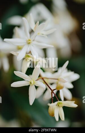 Süße Clematis im Herbst (Clematis terniflora) Stockfoto