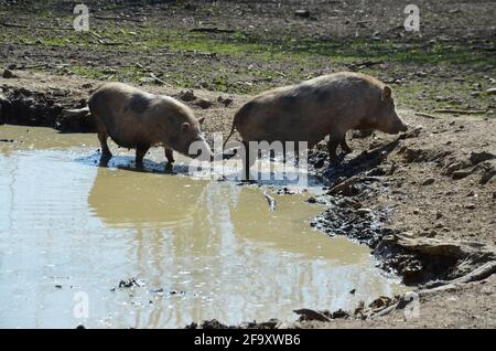 Münchner Miniaturschweine, Münchner Miniaturschwein, Schweine in einer Pfütze Stockfoto