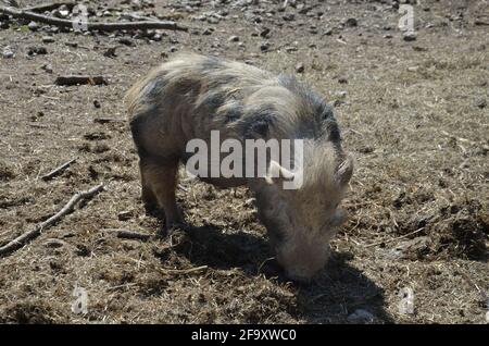 Münchner Miniaturschweine, Münchner Miniaturschwein, Schwarzes und Weißes Schwein Stockfoto