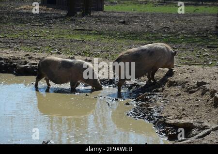 Münchner Miniaturschweine, Münchner Miniaturschwein, Schweine in einer Pfütze Stockfoto