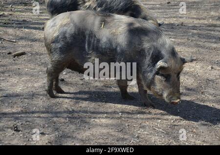 Münchner Miniaturschweine, Münchner Miniaturschwein, Schwarzes und Weißes Schwein Stockfoto