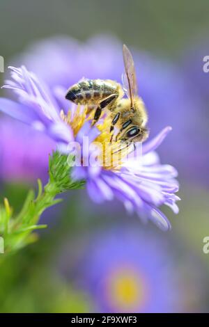 Biene - APIs mellifera - bestäubt eine Blüte der New York Aster - Symphyotrichum novi-belgii Stockfoto
