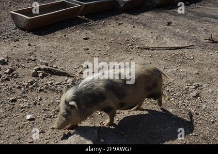 Münchner Miniaturschweine, Münchner Miniaturschwein, Schwarzes und Weißes Schwein Stockfoto