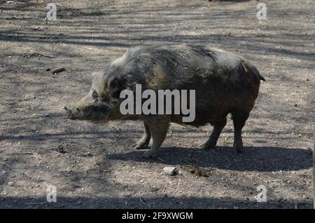 Münchner Miniaturschweine, Münchner Miniaturschwein, Schwarzes und Weißes Schwein Stockfoto