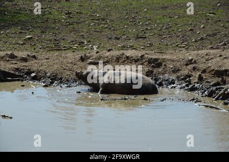 Münchner Miniaturschweine, Münchner Miniaturschwein, Schweine in einer Pfütze Stockfoto