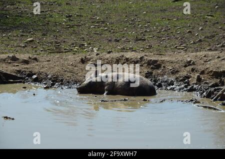 Münchner Miniaturschweine, Münchner Miniaturschwein, Schweine in einer Pfütze Stockfoto