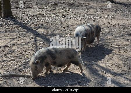 Münchner Miniaturschweine, Münchner Miniaturschwein, Schwarzes und Weißes Schwein Stockfoto