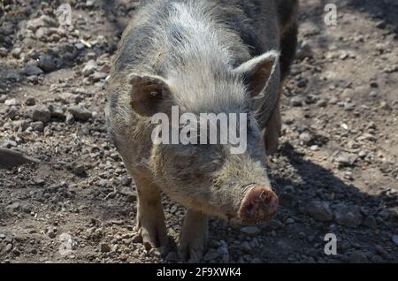 Münchner Miniaturschweine, Münchner Miniaturschwein, Schwarzes und Weißes Schwein Stockfoto