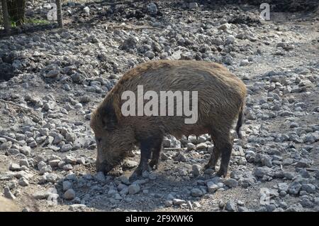 Wildschwein auf der Suche nach Nahrung, Wildschwein aus der Nähe, Nahaufnahme Stockfoto