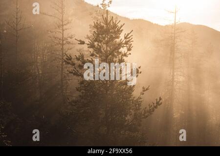 Sonnenstrahlen im Wald Stockfoto