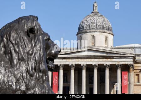 London, Großbritannien - 20. Apr 2021: Fassade des National Gallery Art Museums auf dem Trafalgar Square, abgebildet hinter einem der Bronzelöwen, aus denen die Gegend besteht. Stockfoto