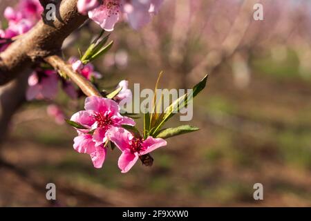 Rosa Blüten von Nektarine-Baum Nahaufnahme auf verschwommenem Hintergrund Stockfoto