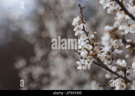 Prunus Spinosa wurde im Frühling auch Blackthorn oder Sloe in the Park genannt. Blühende weiße blühende Pflanze in der Natur. Stockfoto