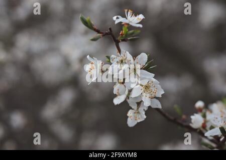 Nahaufnahme der Schlehblüte in der Natur des Frühlings. Prunus Spinosa, auch Blackthorn genannt, ist ein Strauch, der im Frühling blüht. Stockfoto