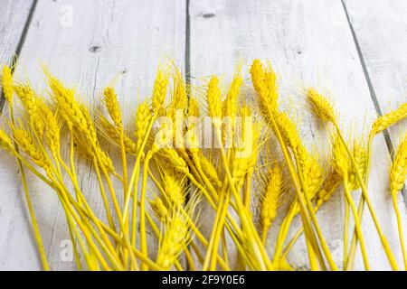 Leuchtend gelbe Weizenstämme Büschel auf hellgrauem Holzhintergrund. Stockfoto