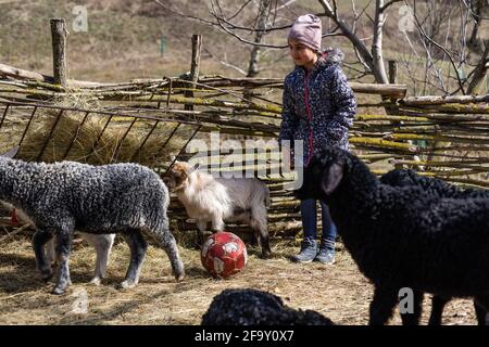 Nettes kleines Mädchen füttert Schafe und Ziegen auf dem Bauernhof. Stockfoto